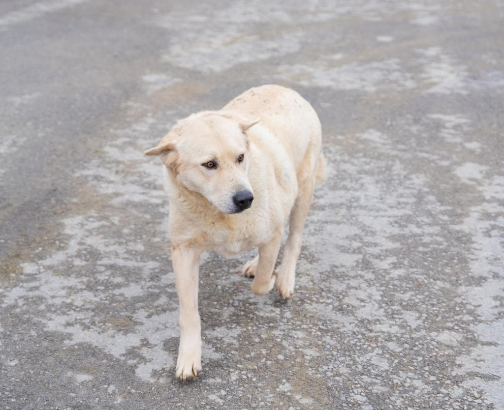 Bambi Melez Sevecen, Oyuncu Sahiplen Hayvan Barınağı İletişim 0(312) 485 54 55 Gölbek Yolu 5. Km Gölbaşı/ankara Ziyaret Saatleri Çarşamba Saat 14:00 - 16:00 Arası Cumartesi Saat 11:00 - 13:00 Arası Gölbaşı Belediyesi Tüm Hakları Saklıdır. Köpek, Ankara