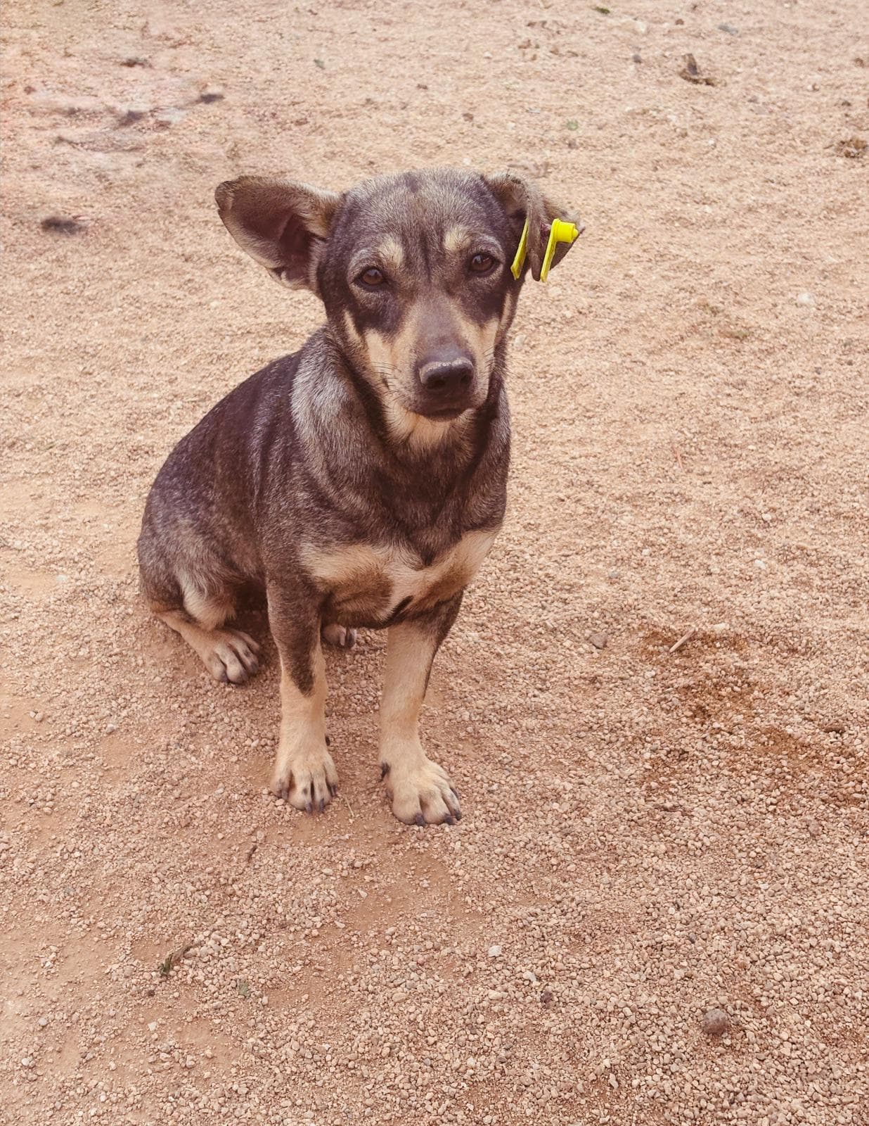 Luleburgaz İlan No: 1 Melez Köpek fotoğrafı