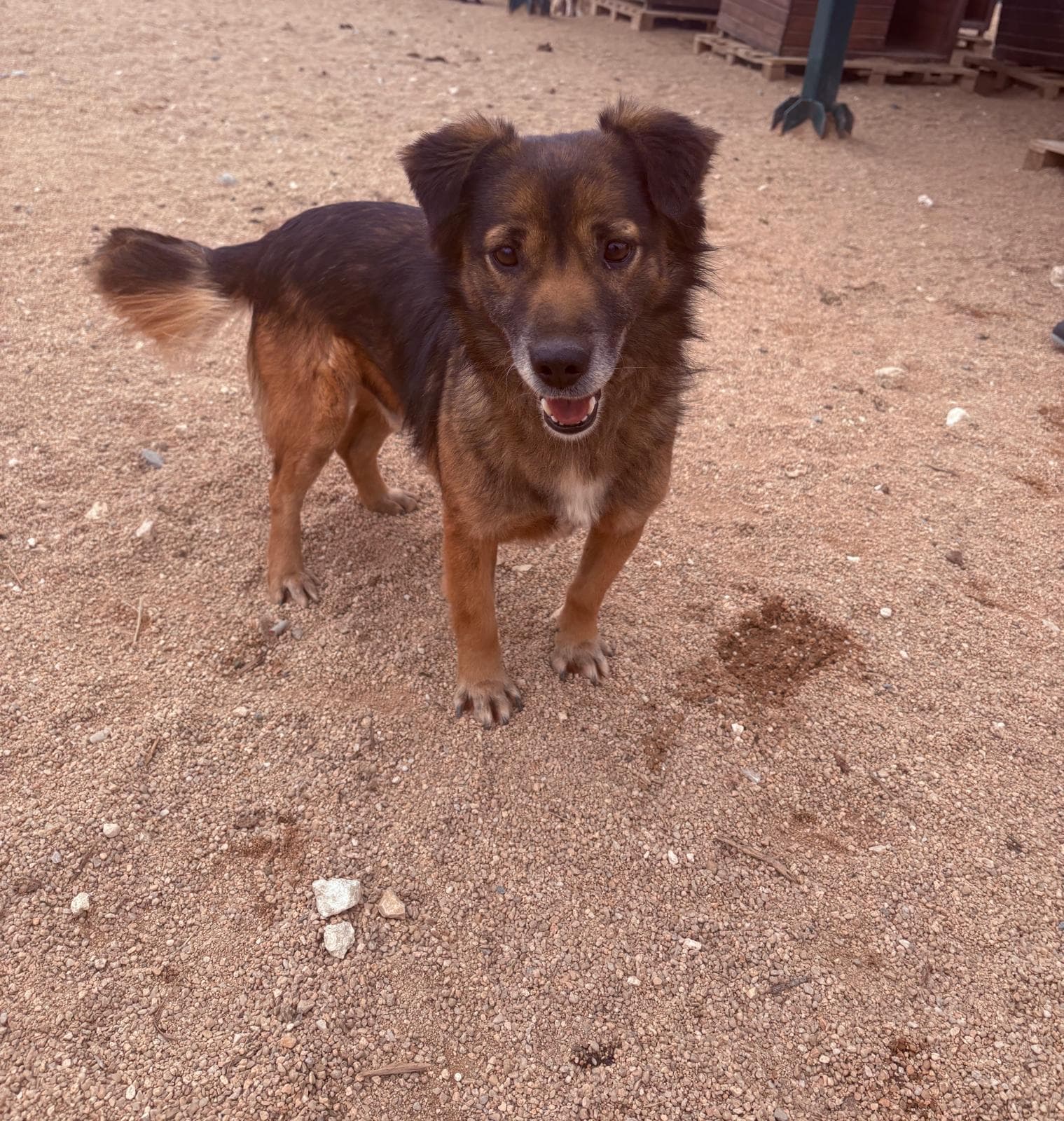 Luleburgaz İlan No: 5 Melez Köpek fotoğrafı