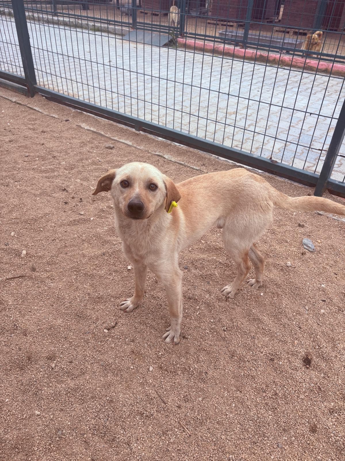 Luleburgaz İlan No: 7 Melez Köpek fotoğrafı