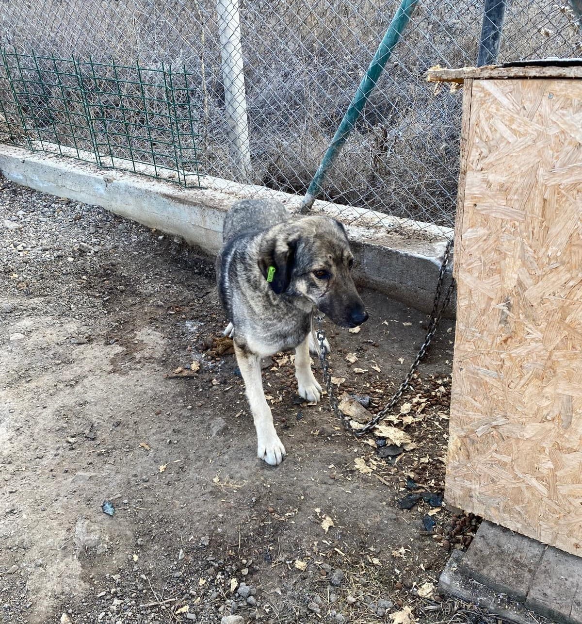 Sincan Can Dost 243 Melez Köpek, Ankara