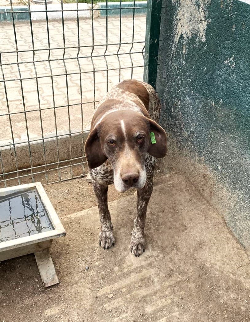 Sincan Can Dost 269 Pointer Melezi Köpek, Ankara
