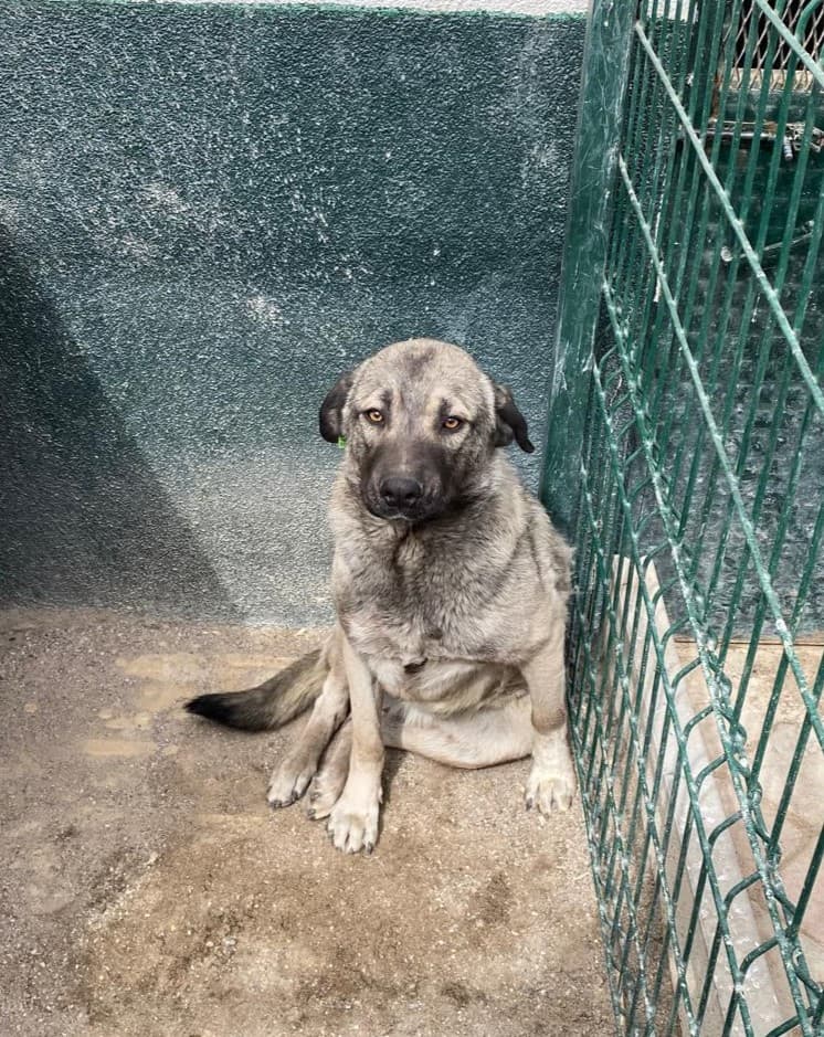 Sincan Can Dost 271 Melez Köpek, Ankara
