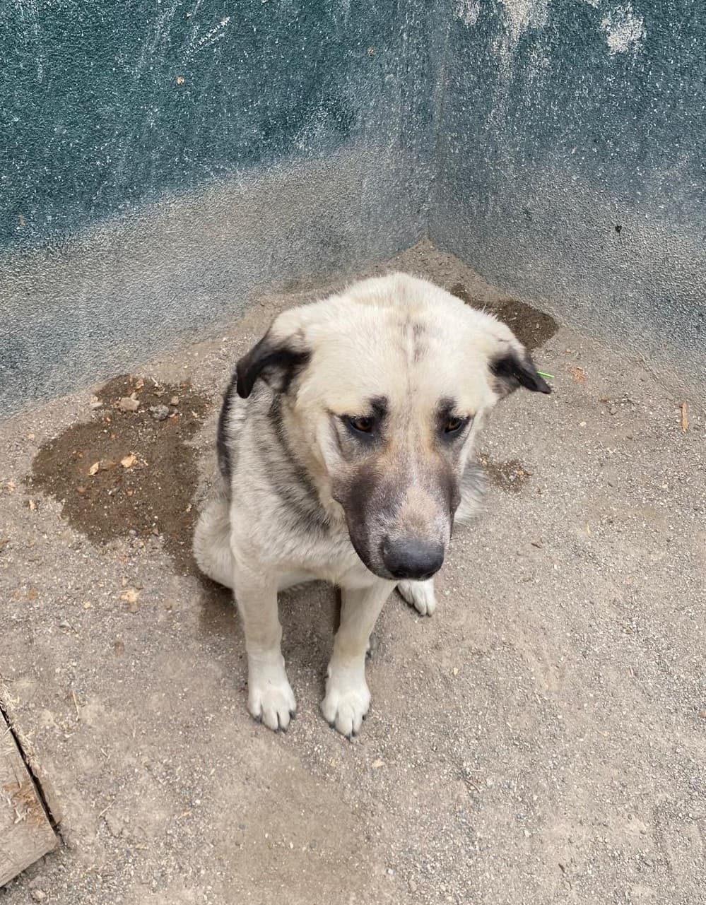 Sincan Can Dost 272 Melez Köpek, Ankara