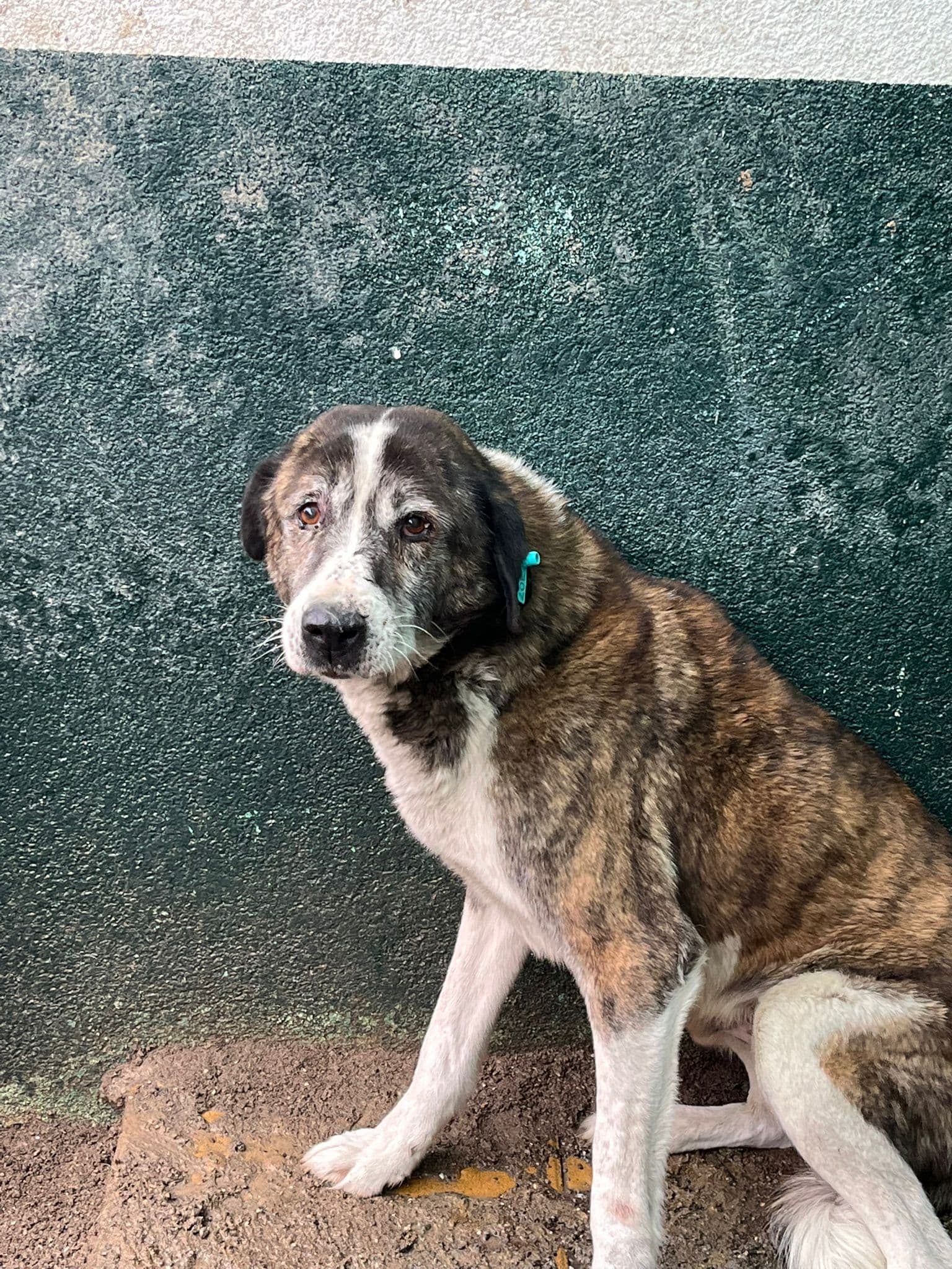 Sincan Can Dost 429 Melez Köpek, Ankara