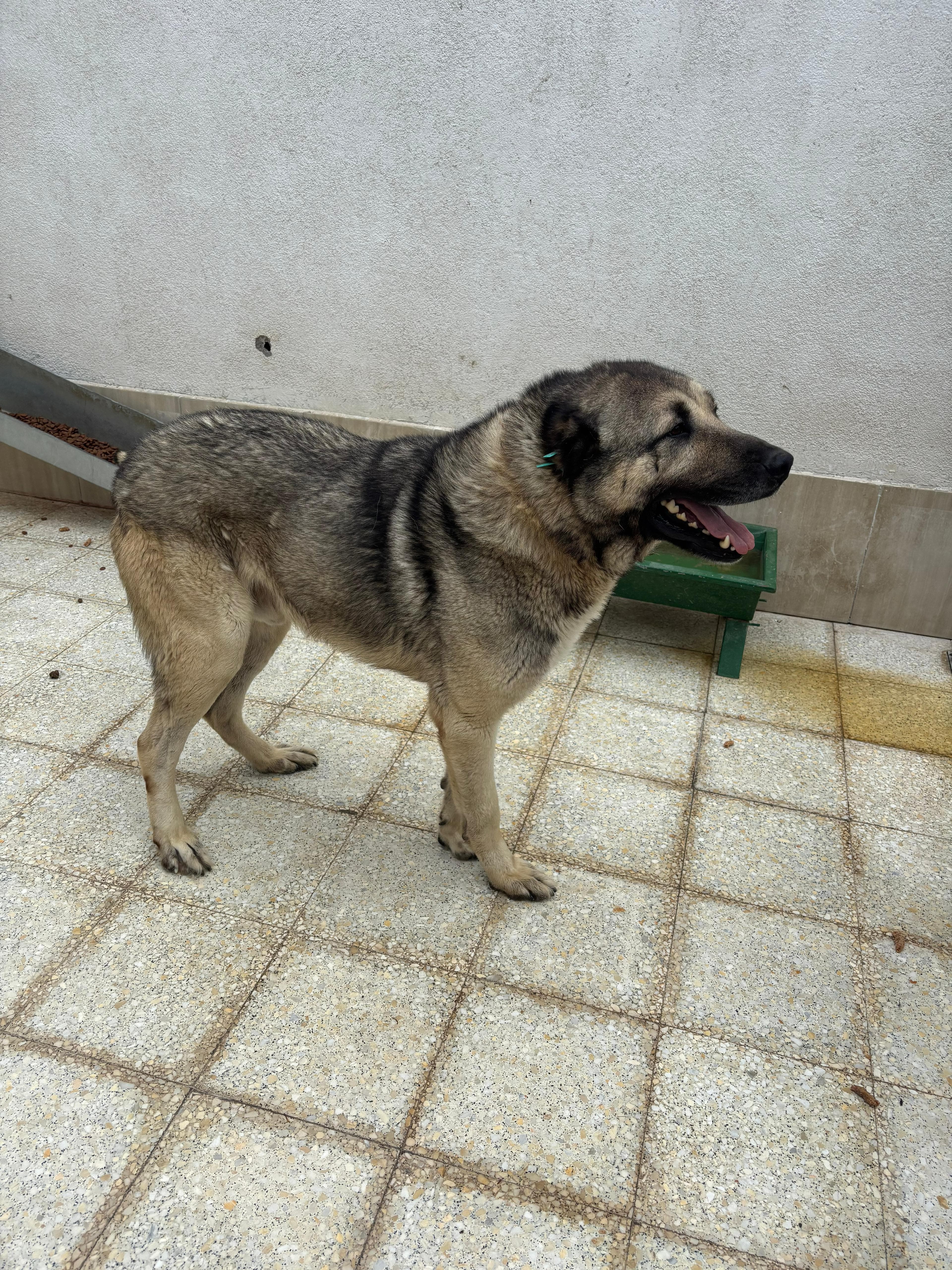 Sincan Can Dost 490 Melez Köpek, Ankara