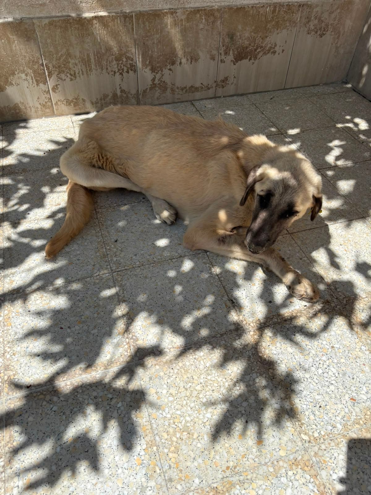 Sincan Dost Melez Köpek fotoğrafı