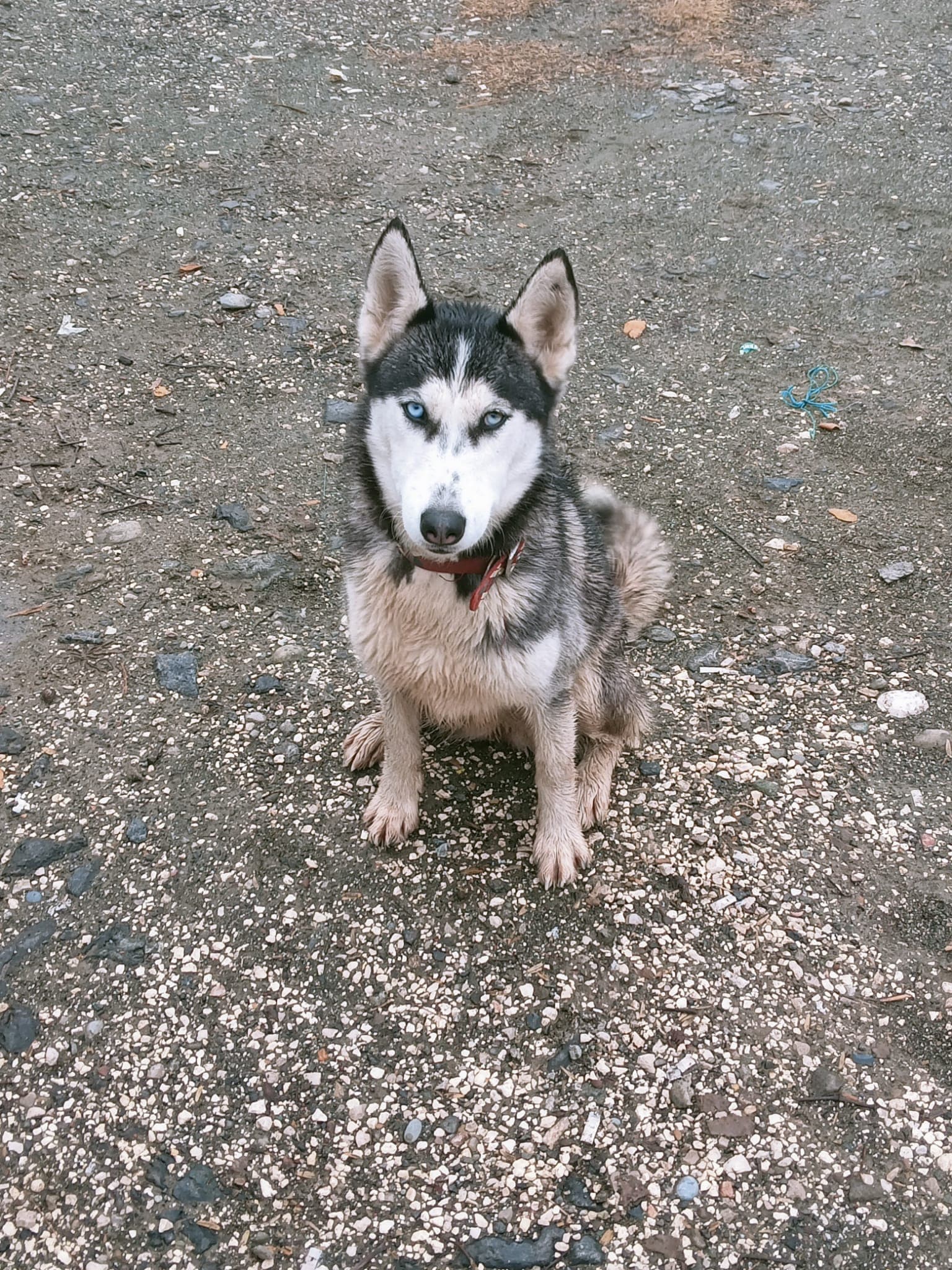Seyhan Sibirya Kurdu 1 Sibirya Kurdu Köpek, Adana