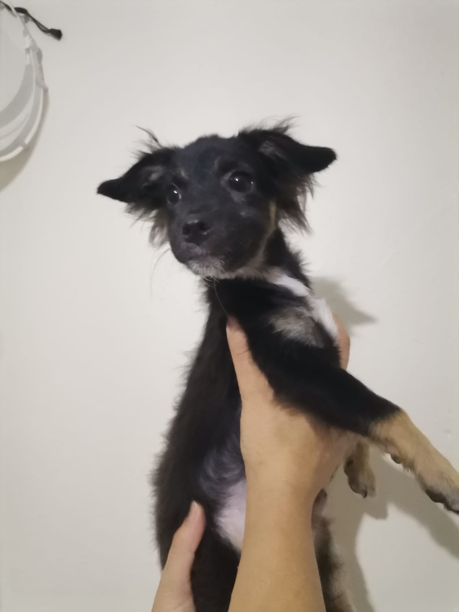 Seyhan Terrier 2 Terrier Köpek, Adana