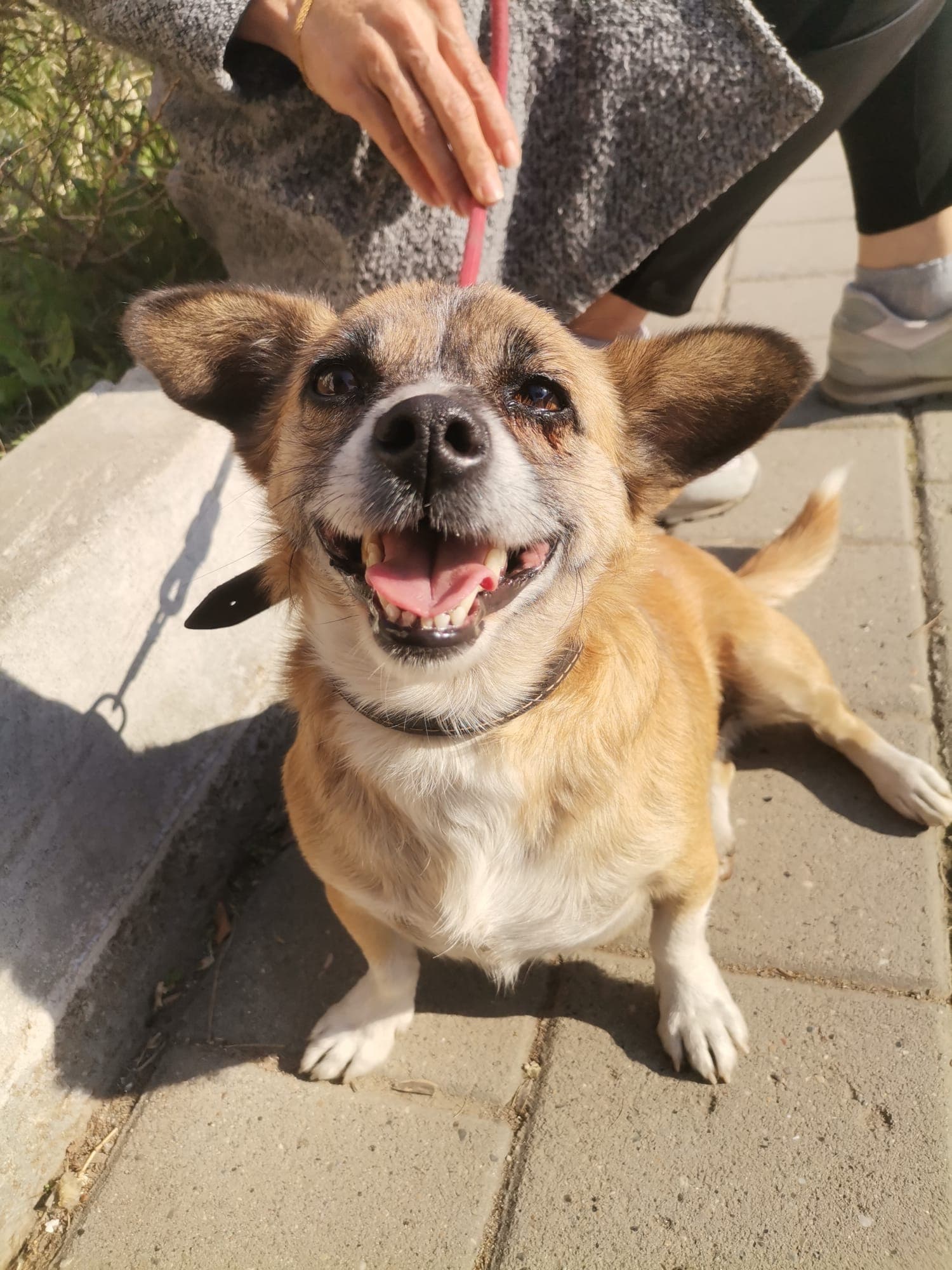 Seyhan Terrier 10003 Terrier Köpek, Adana