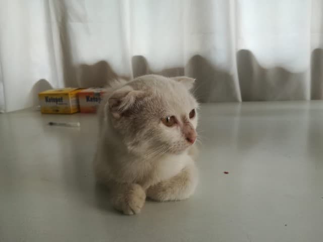 Seyhan Scottish Fold 10005 Scottish Fold Kedi, Adana