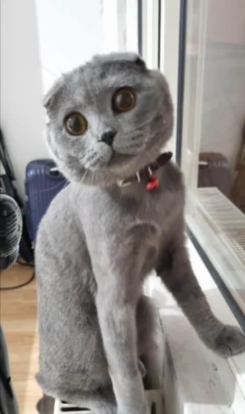 Seyhan Scottish Fold 10006 Scottish Fold Kedi, Adana