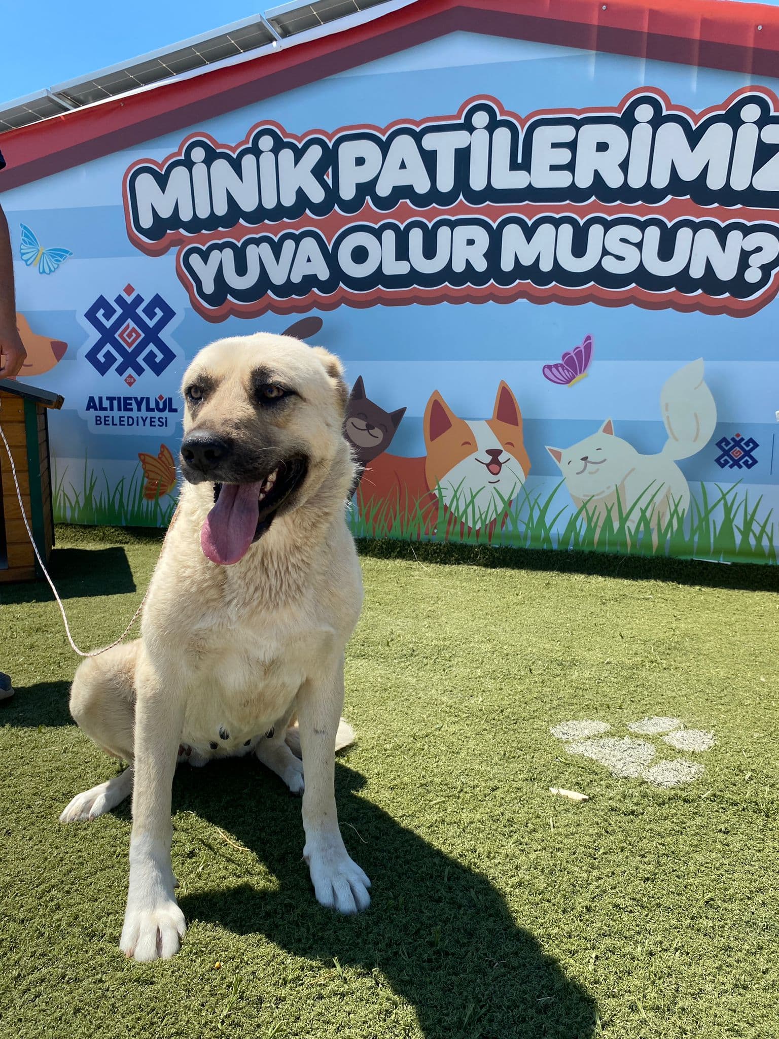 MinikPati#5 Melez Köpek, Balıkesir