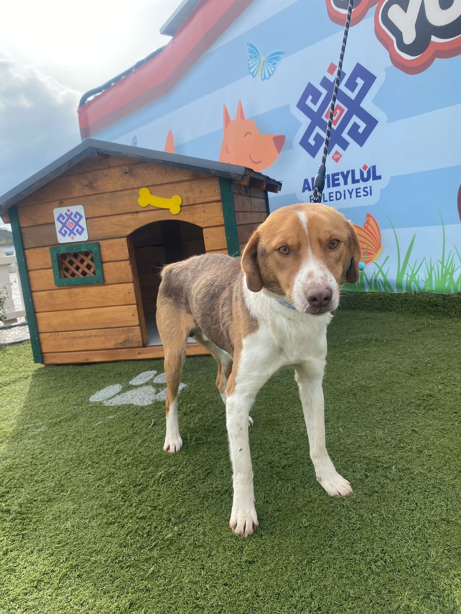 MinikPati#43 Melez Köpek, Balıkesir