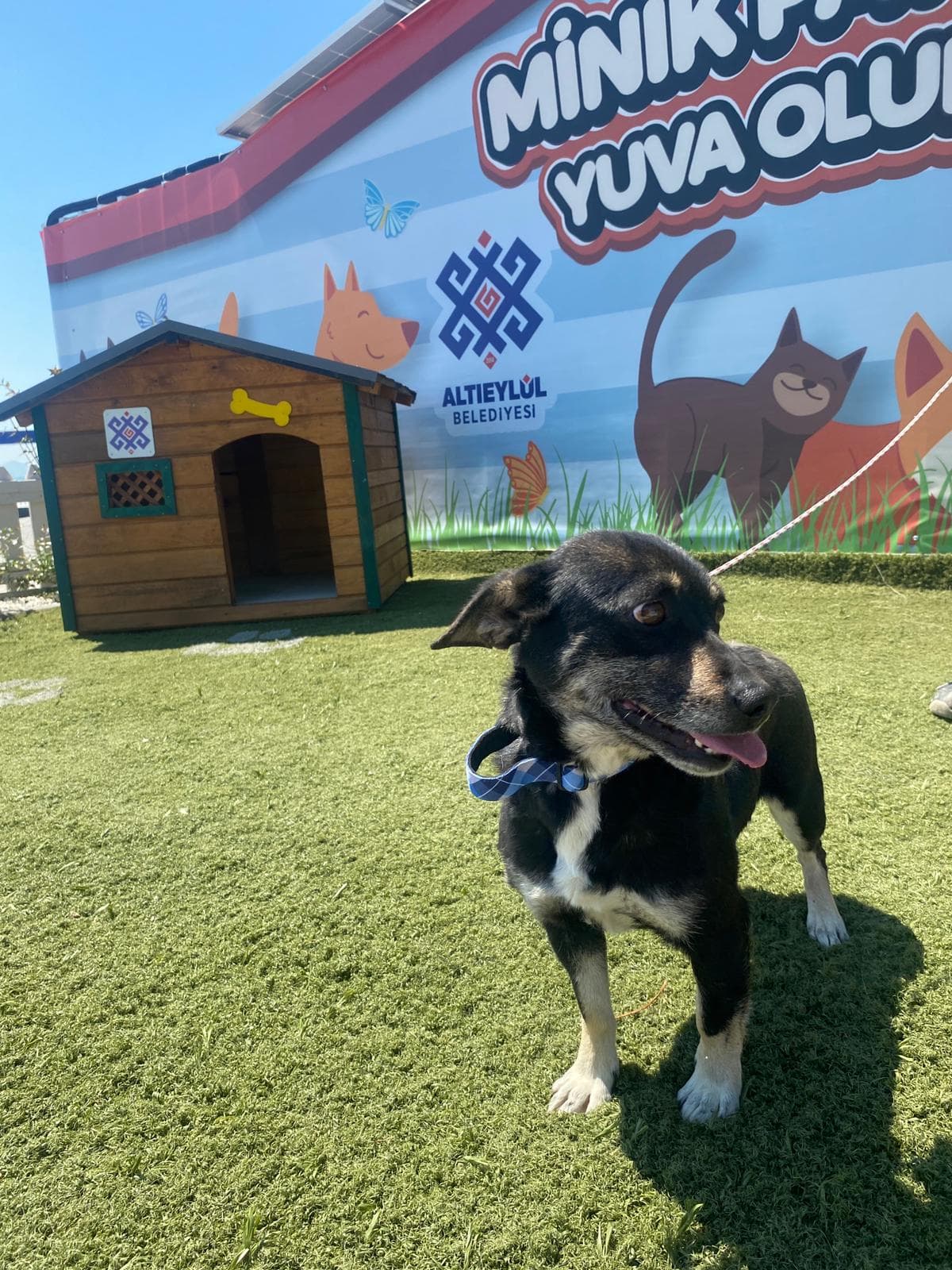 MinikPati#9 Melez Köpek, Balıkesir