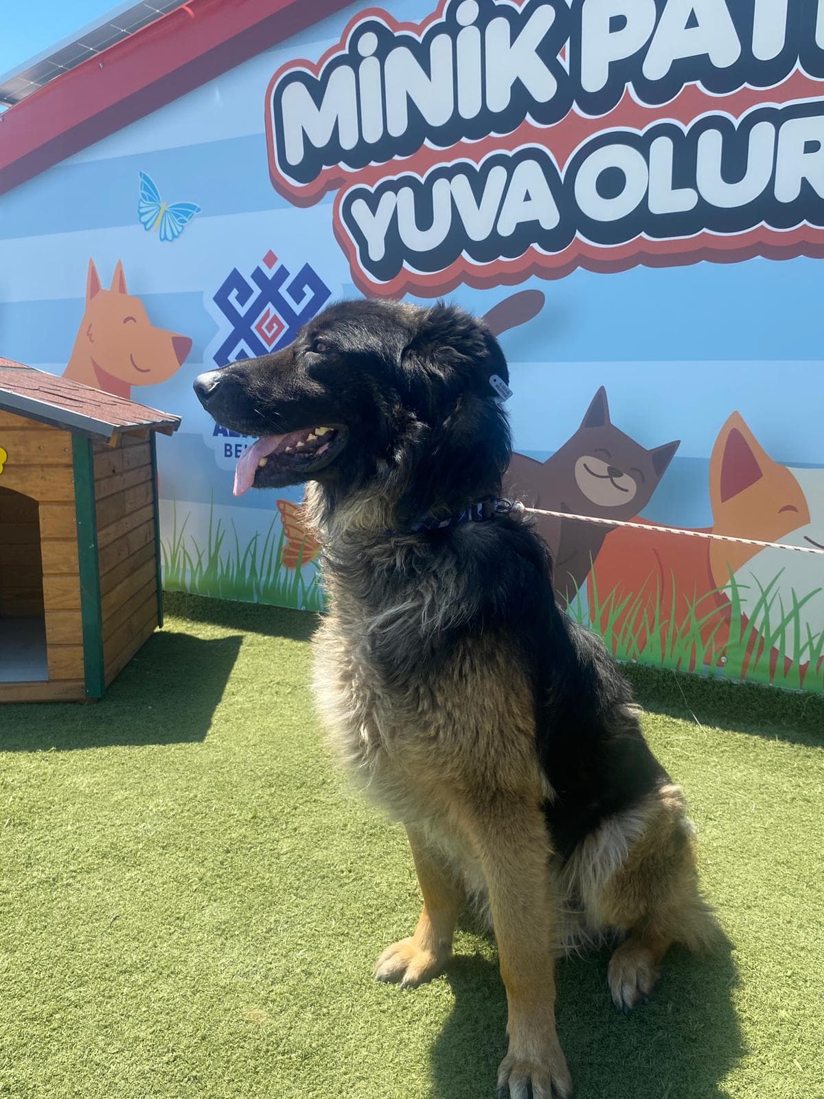 MinikPati#7 Melez Köpek, Balıkesir
