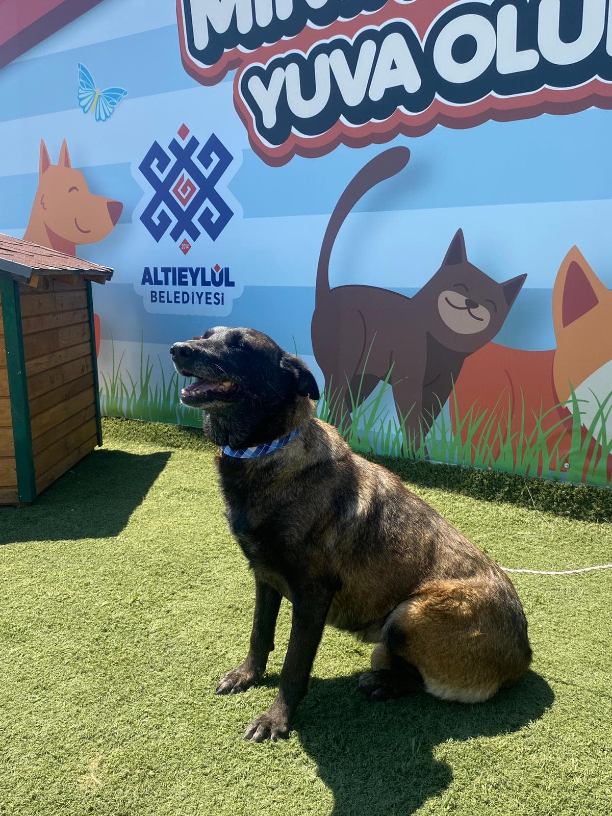 MinikPati#8 Melez Köpek, Balıkesir