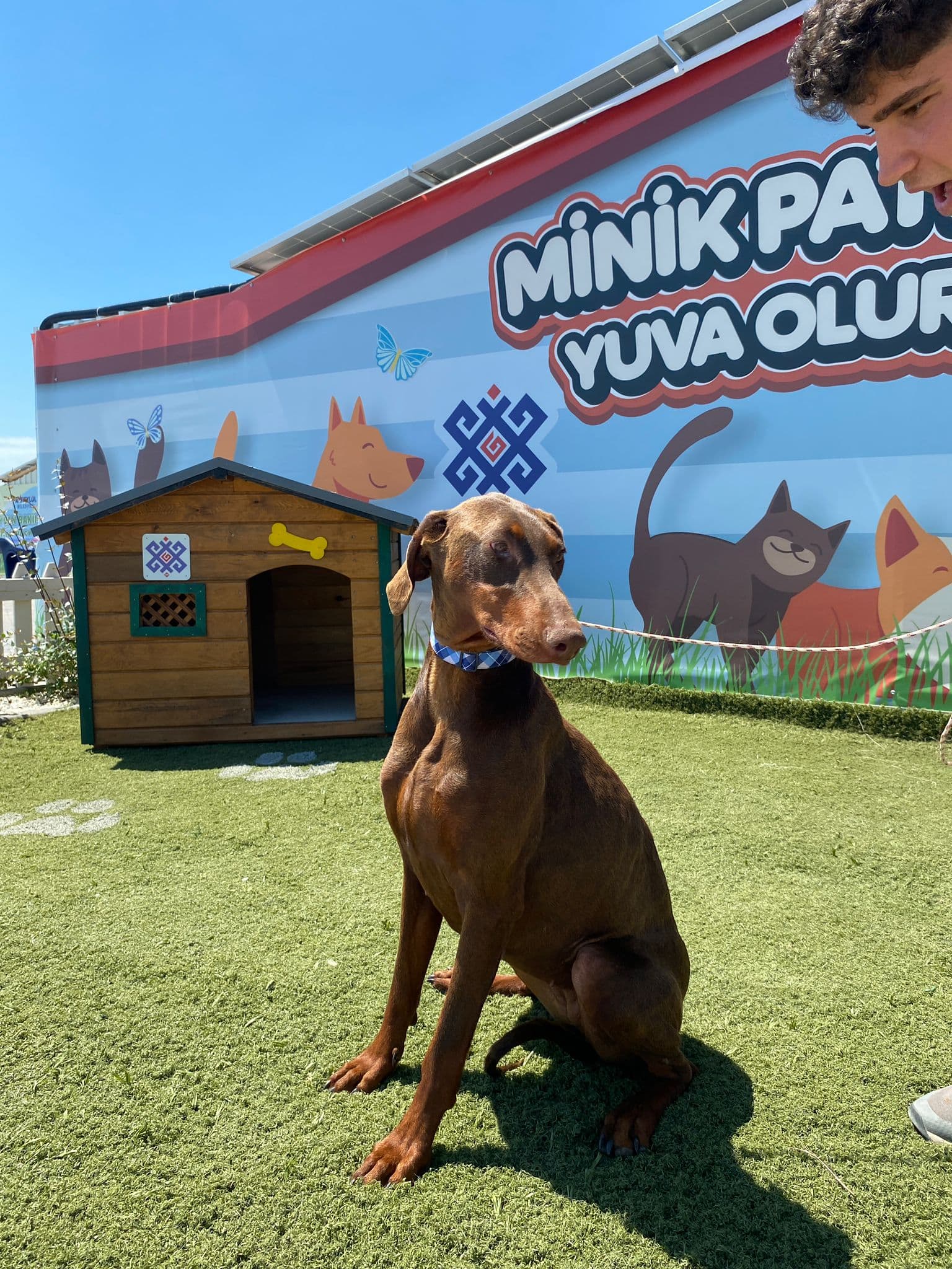 MinikPati#6 Melez Köpek, Balıkesir