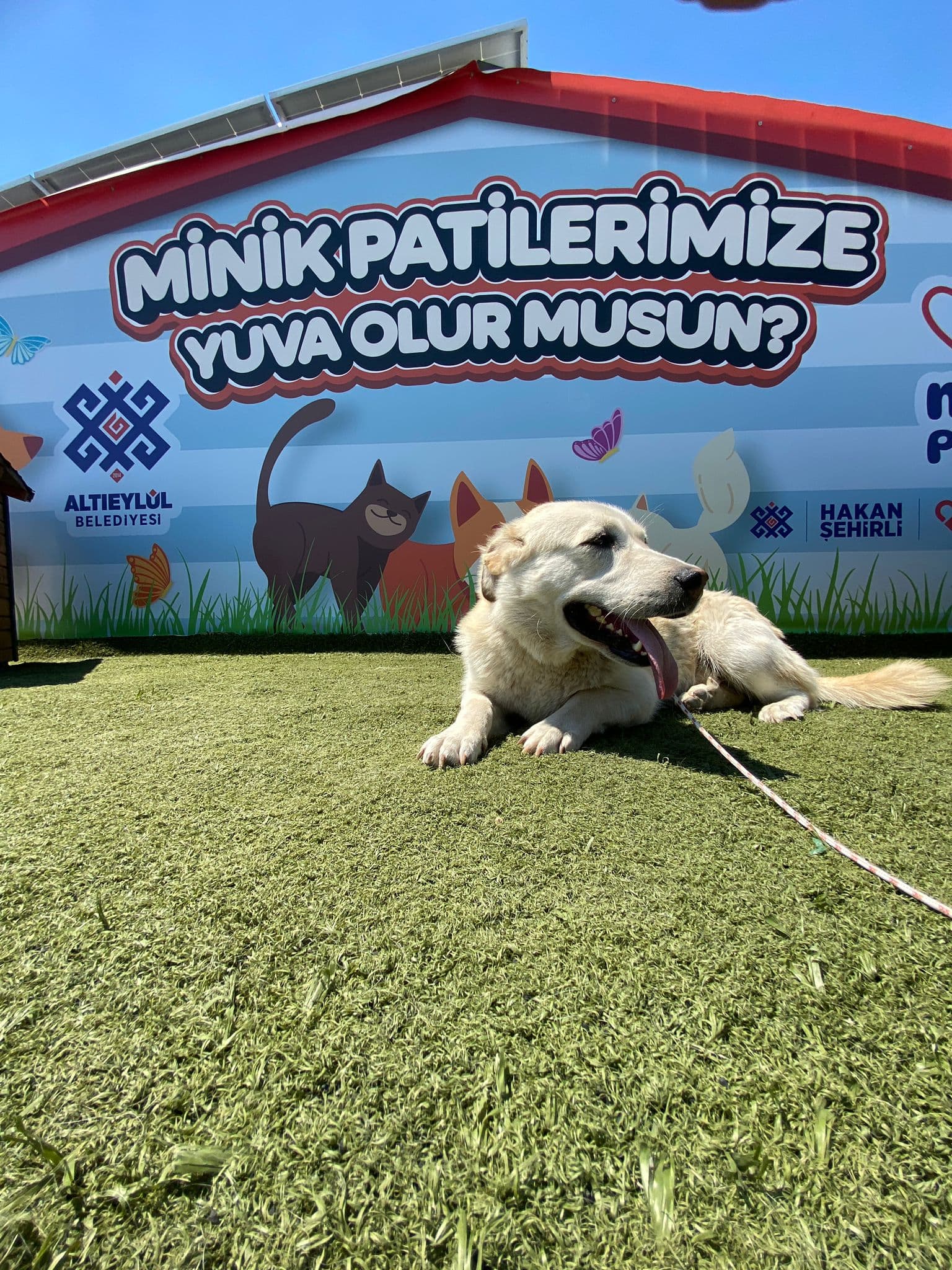 MinikPati#2 Melez Köpek fotoğrafı