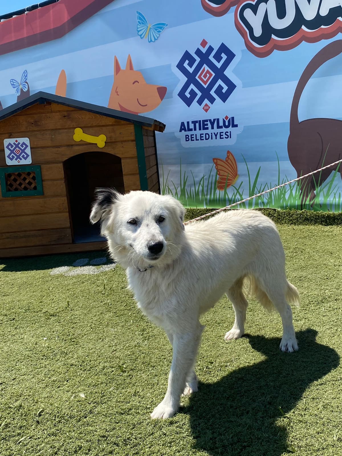 Altieylul Rus Finosu Köpek Rus Finosu Köpek, Balıkesir