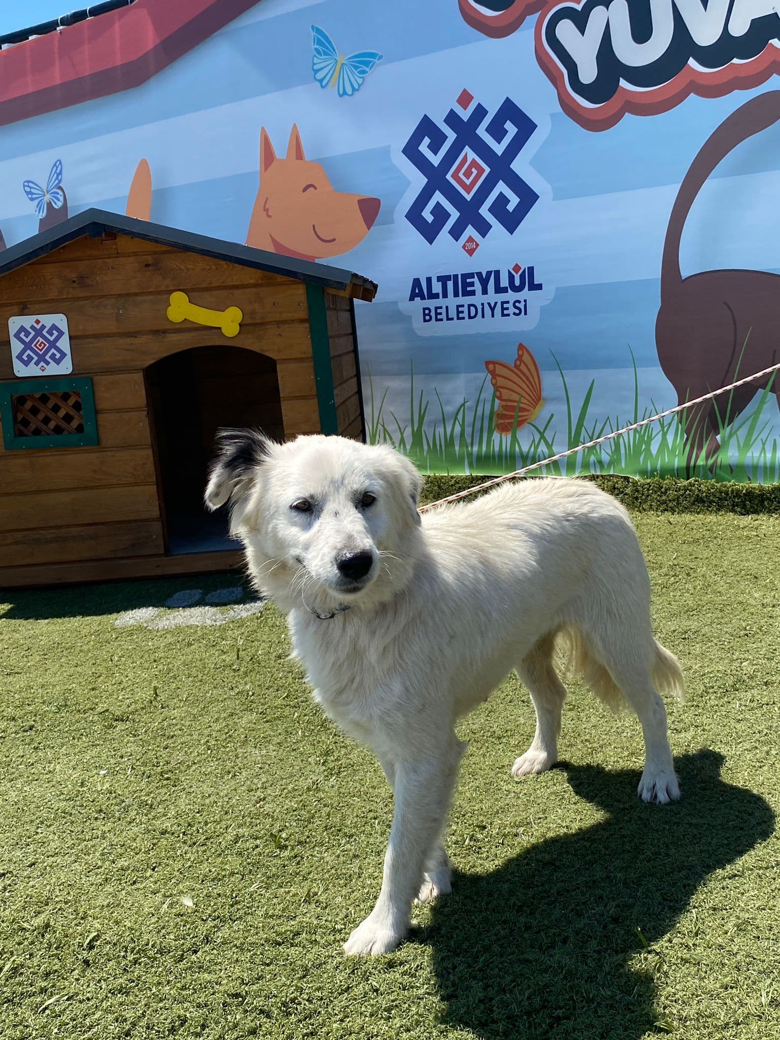 MinikPati#1 Melez Köpek fotoğrafı