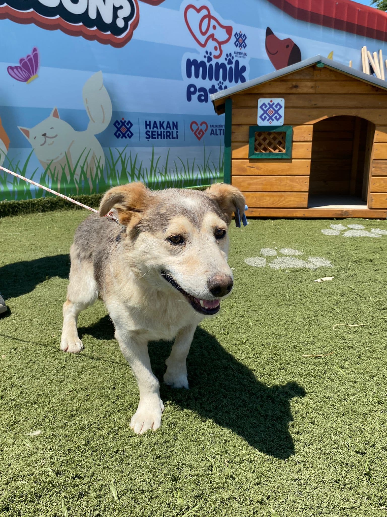 MinikPati#3 Melez Köpek fotoğrafı