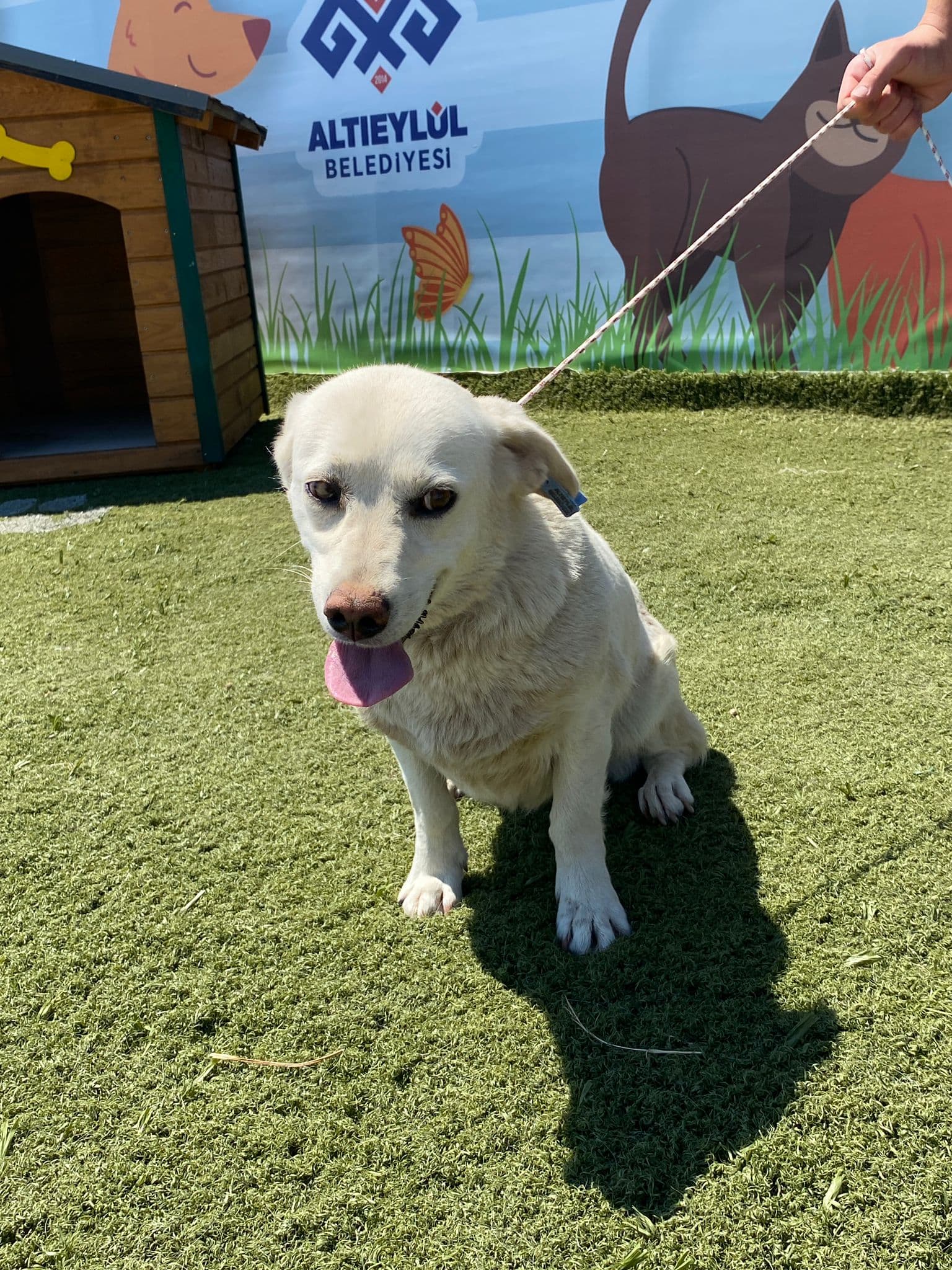 MinikPati#4 Melez Köpek, Balıkesir