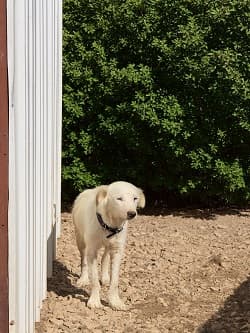 Erdek Can Dost 1 Terrier-melez Köpek, Balıkesir