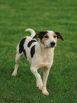 Erdek Can Dost 3 Pointer-melez Köpek, Balıkesir