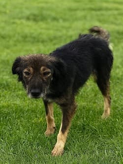 Erdek Can Dost 5 Terrier-melez Köpek, Balıkesir