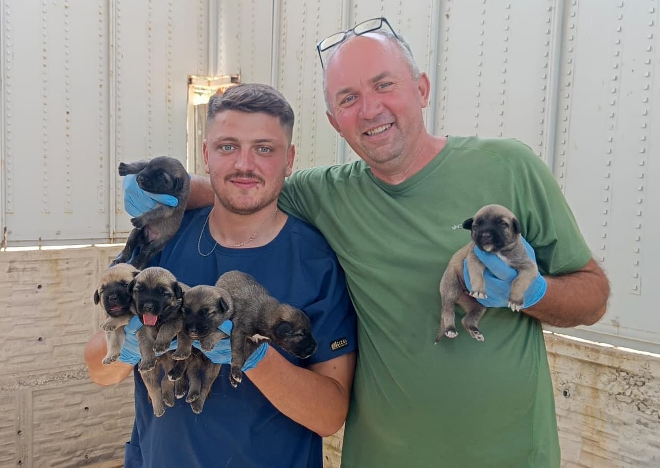 Gordes Yuva Bekleyen Kopek 001 Coban Kopeği Köpek, Manisa