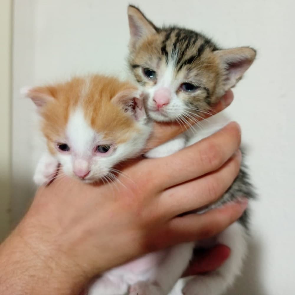 Gordes Yuva Bekleyen Kedi 002 Tekir Kedi, Manisa