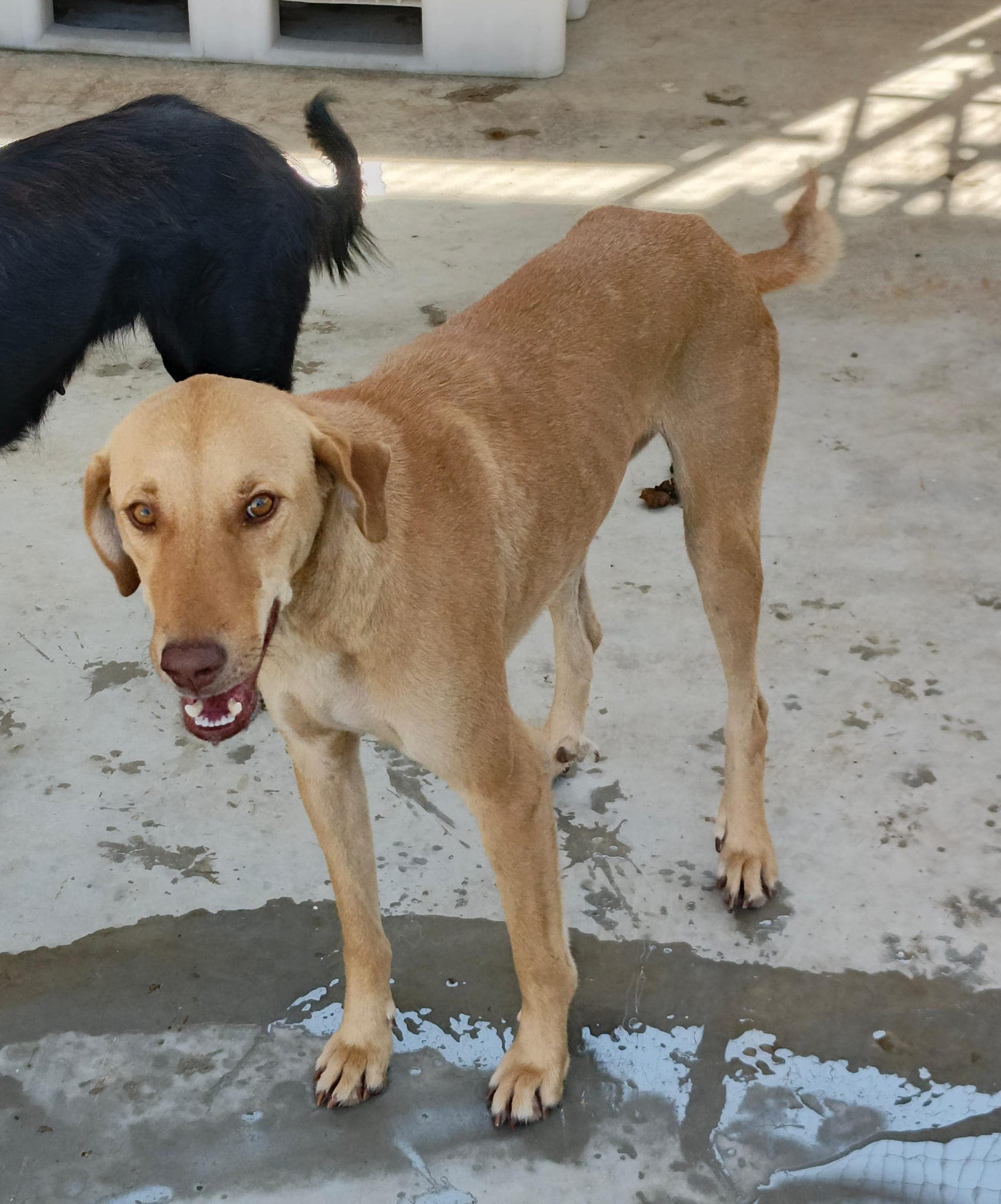 Gordes Yuva Bekleyen Kopek 003 Coban Kopeği Köpek, Manisa