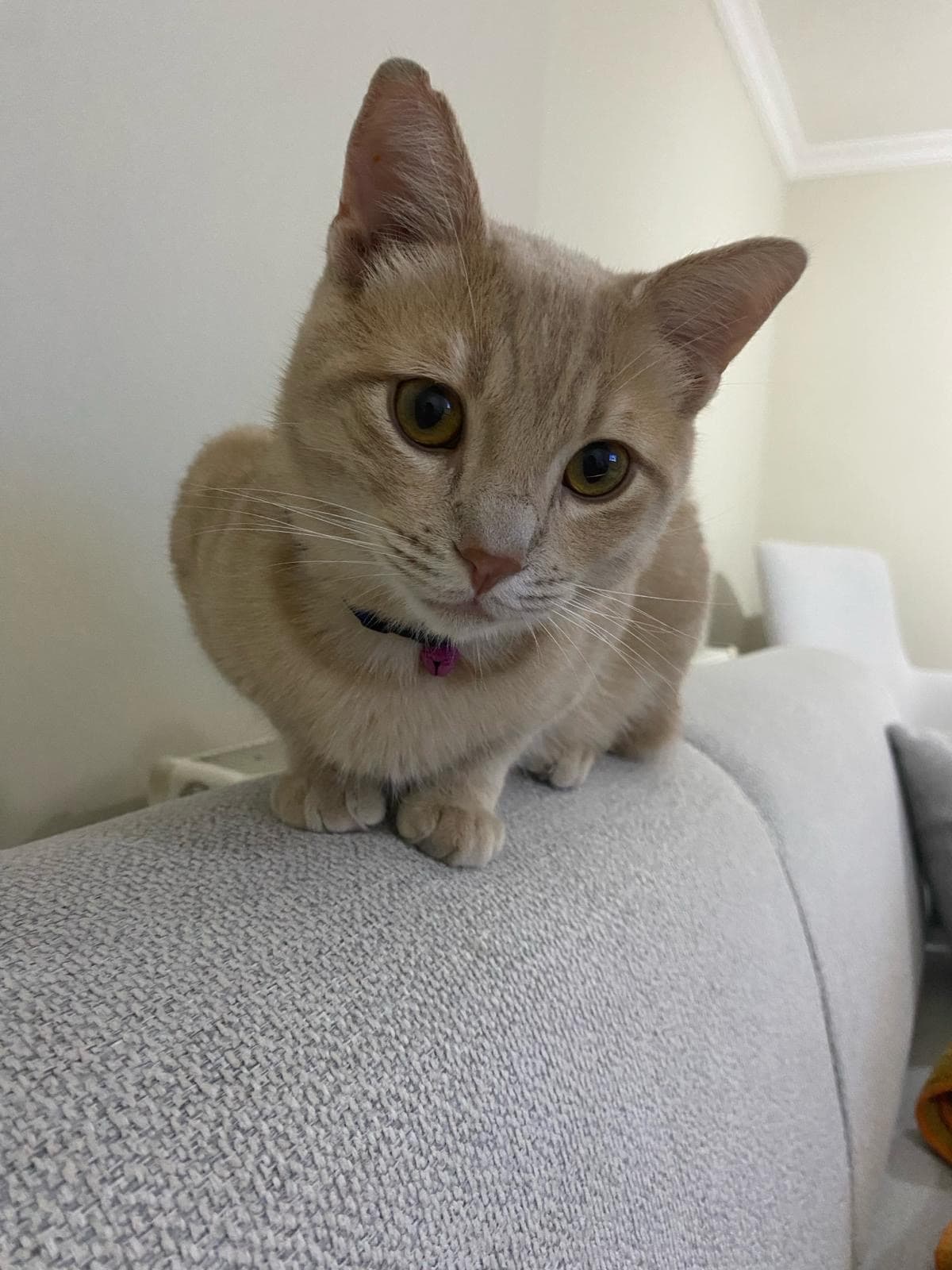 Tarçın Melez Kedi, Istanbul