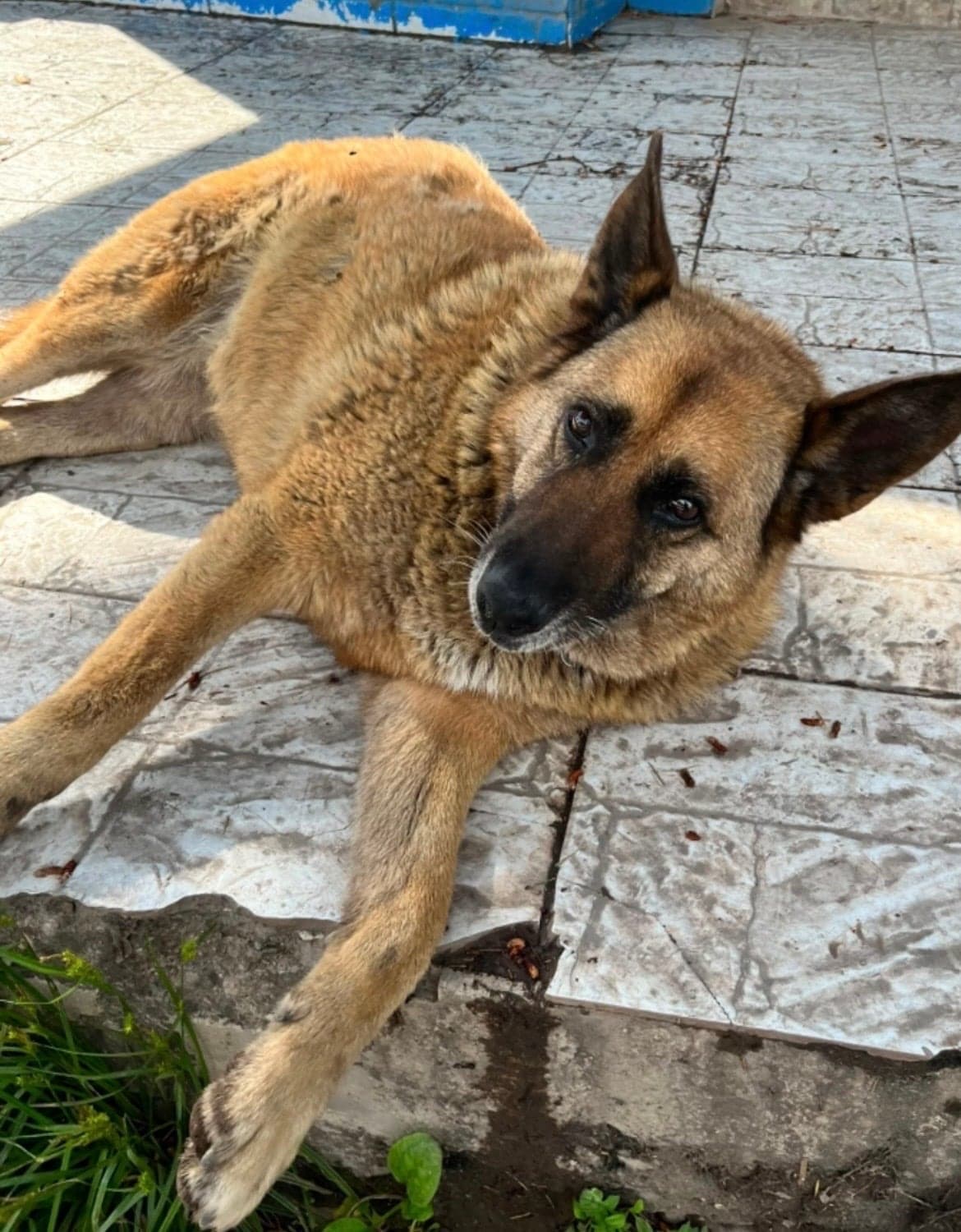 Paris Bilmiyorum Köpek, Istanbul