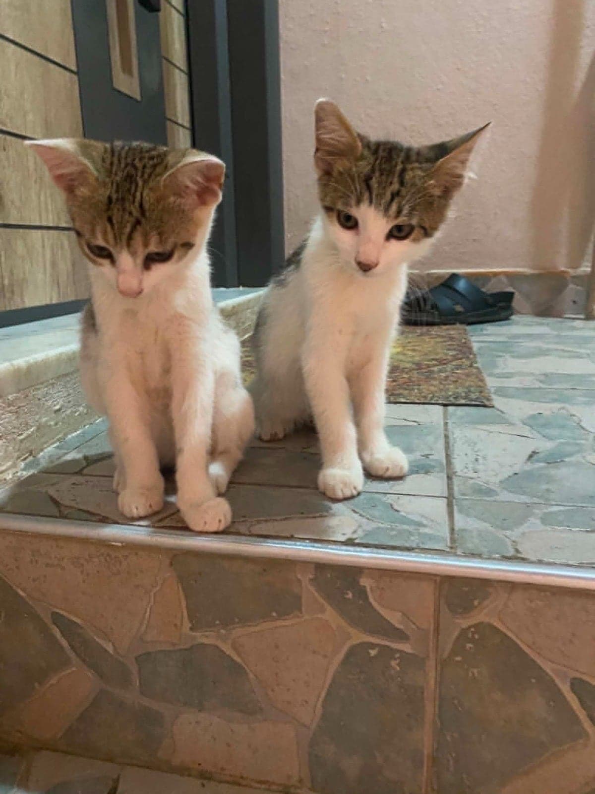 İki haylaz Sokak Kedisi Kedi, Sakarya