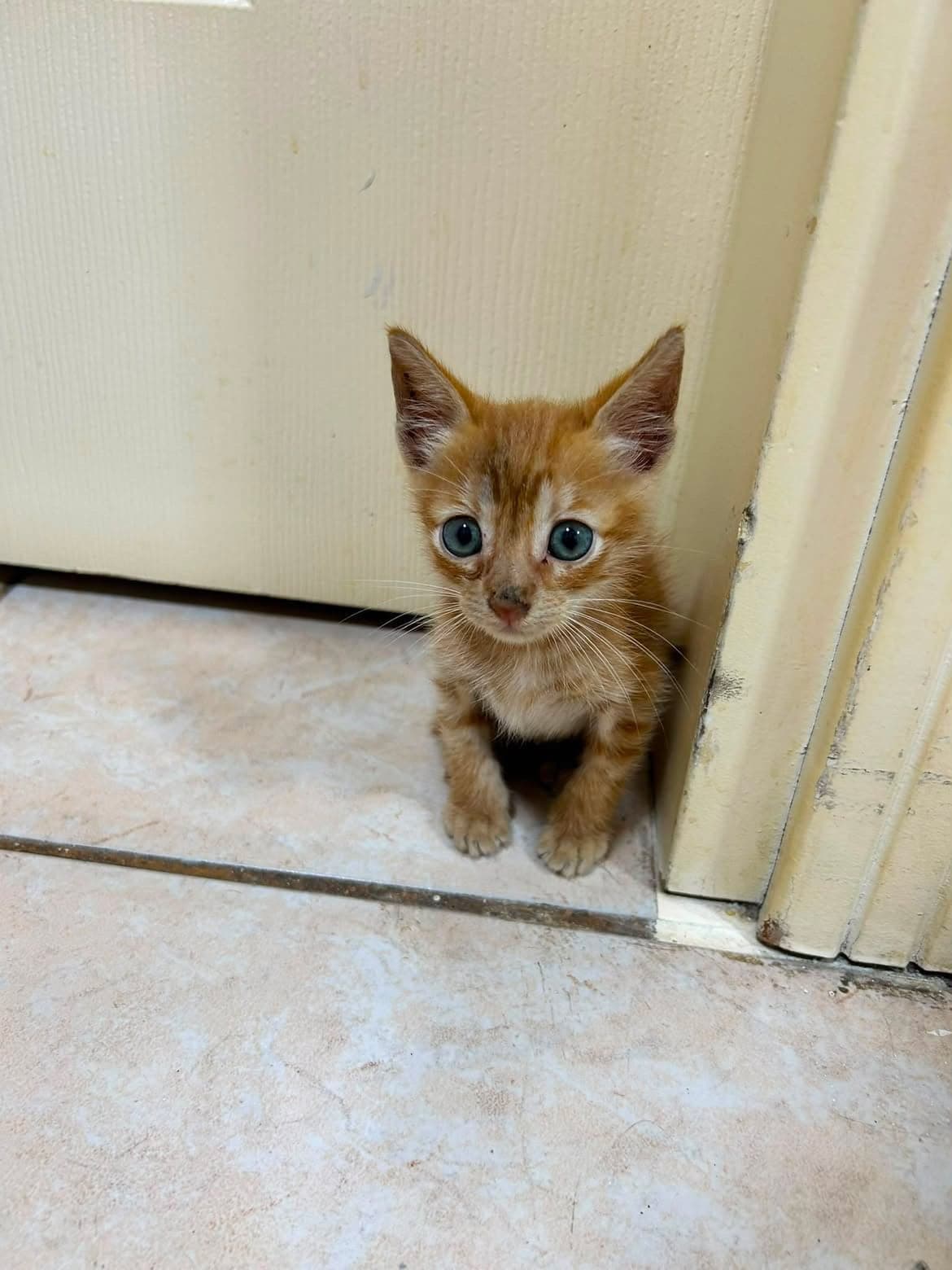 Boncuk Sokak Kedisi Kedi, Adana