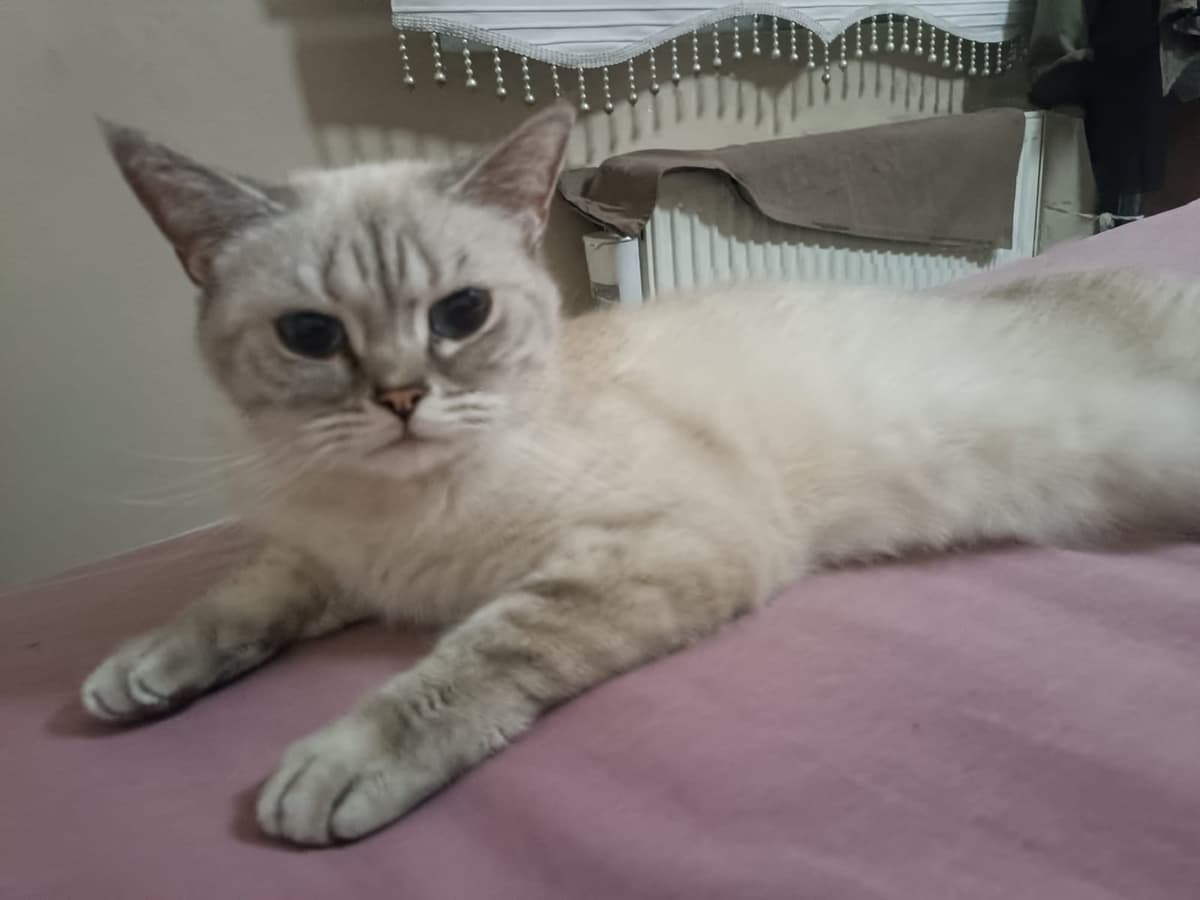 keşkül British Shorthair Kedi, Ankara