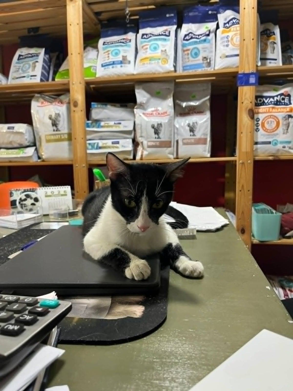 maskeli Sokak Kedisi Kedi, İstanbul
