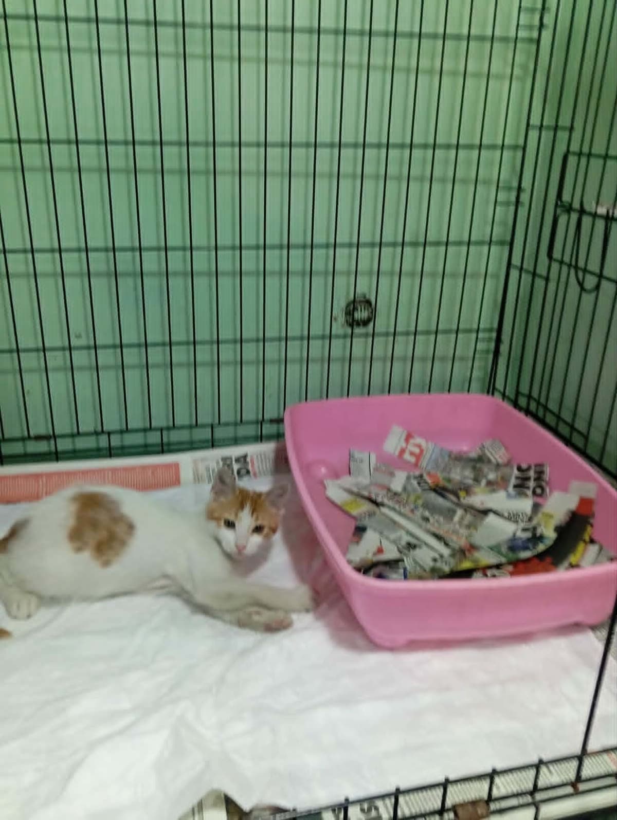 bücür Sokak Kedisi Kedi, İstanbul