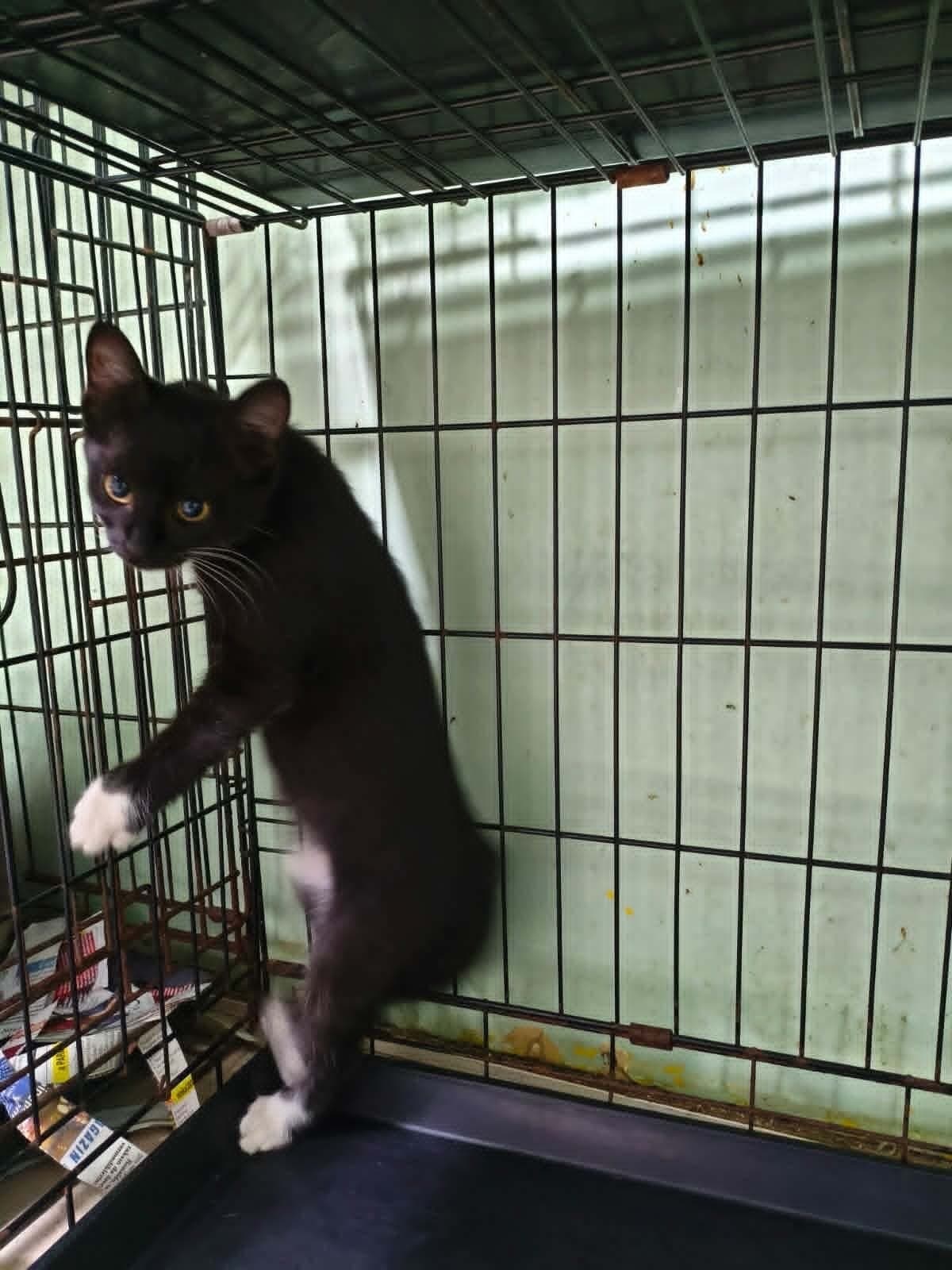karakız Sokak Kedisi Kedi, İstanbul