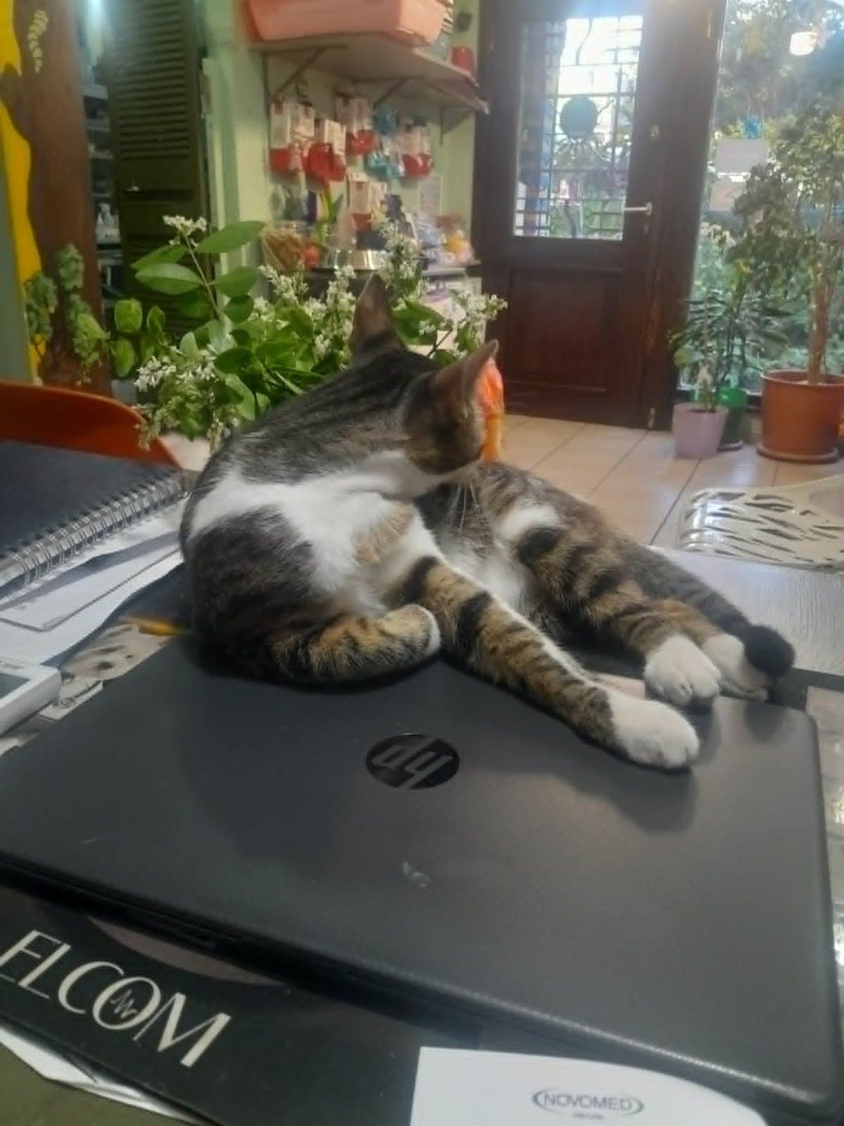 şeftali Sokak Kedisi Kedi, İstanbul