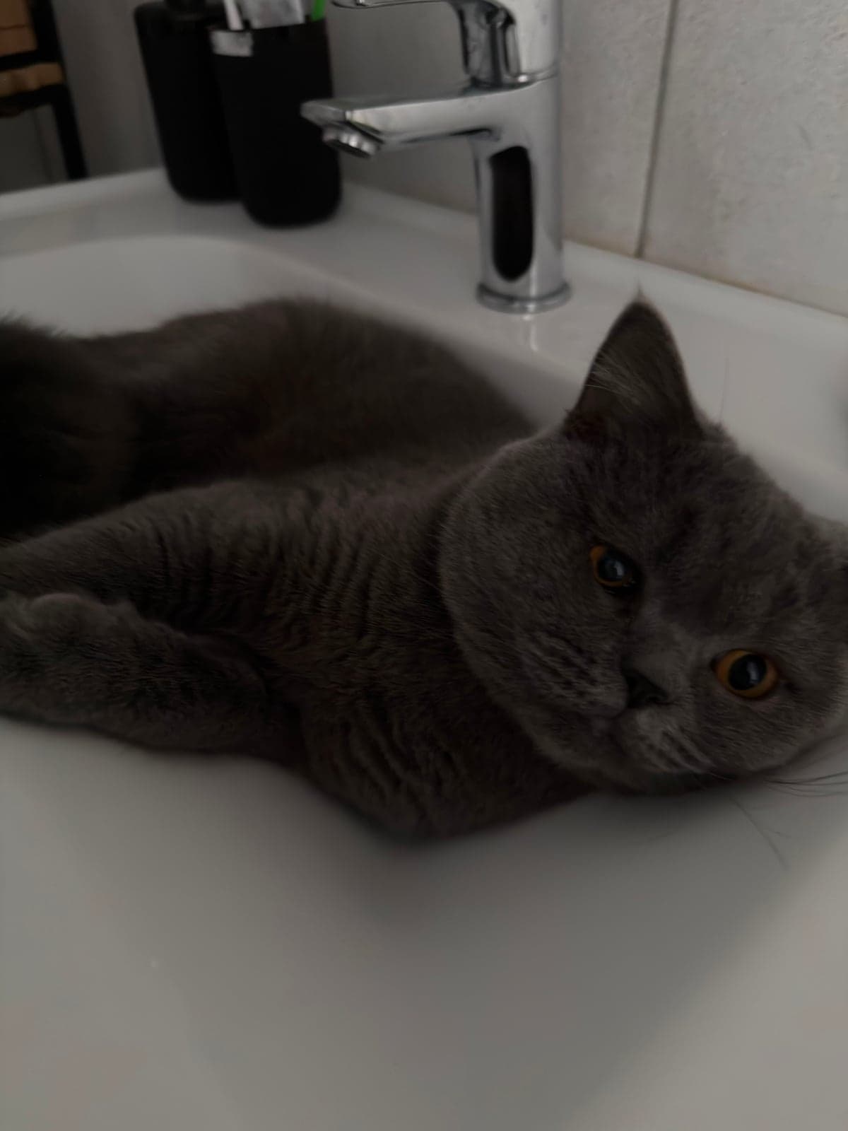 ev kedisi Bilmiyorum Kedi, İstanbul