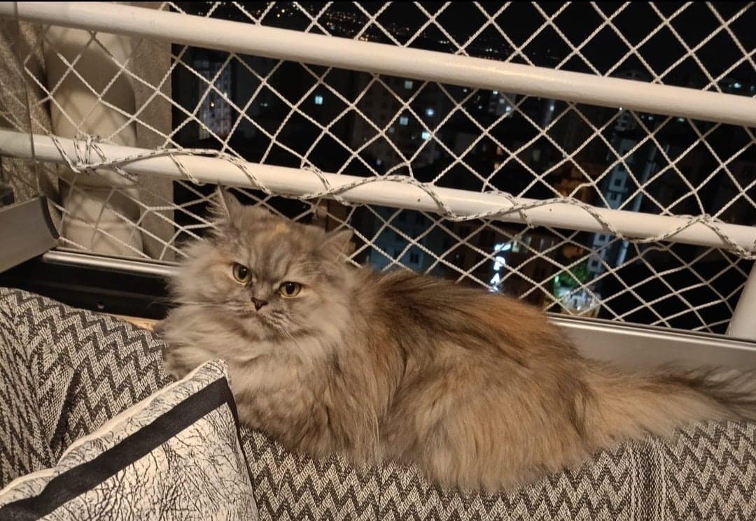 isimsiz British Longhair Kedi, Kayseri
