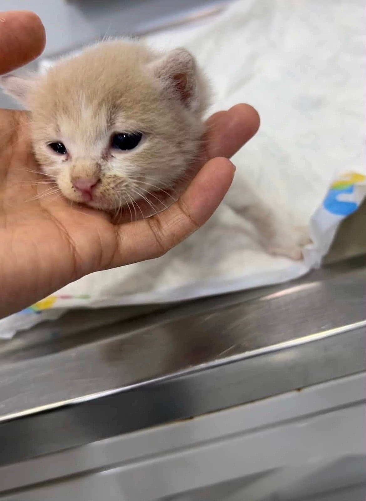 Tekir / Sokak Kedisi · Kedi Sokak Kedisi Kedi, İstanbul