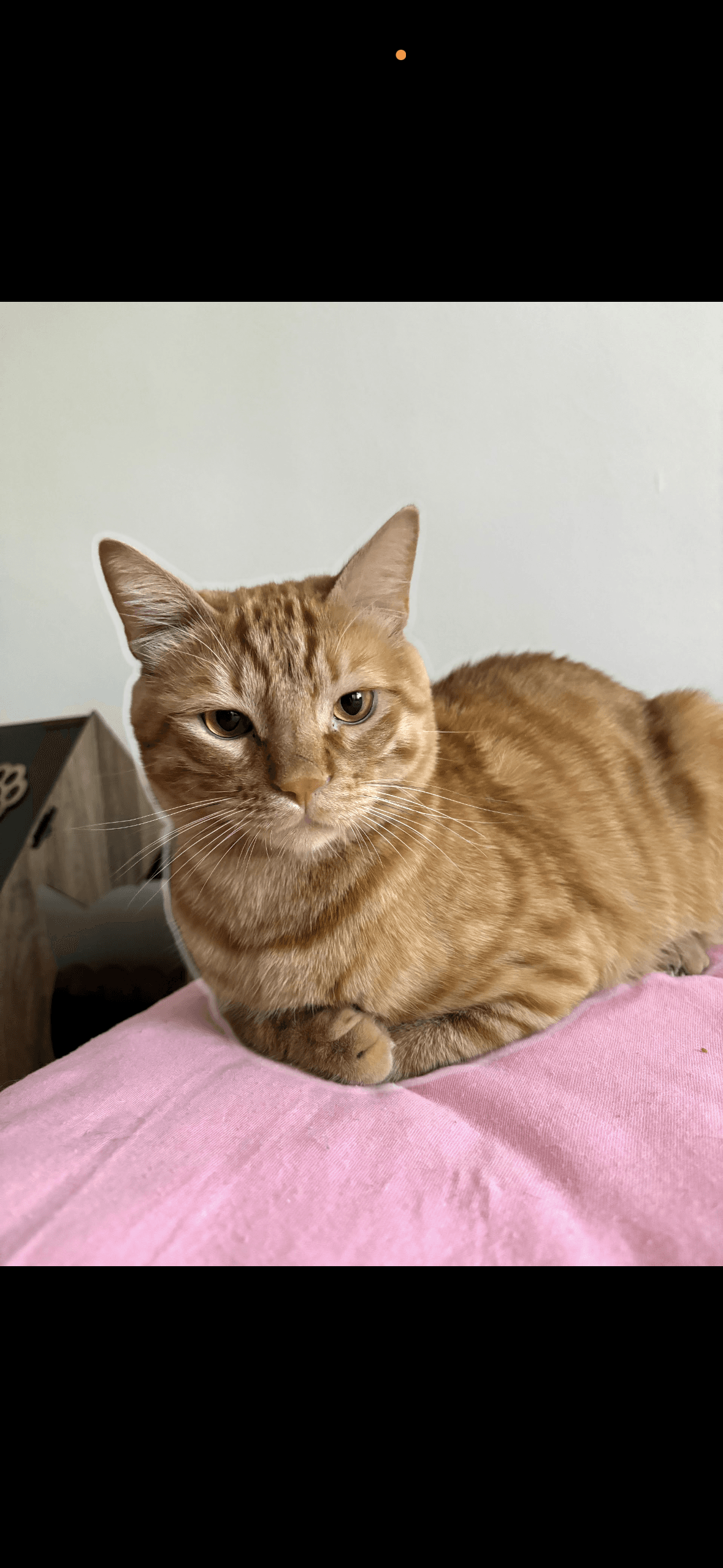 Tekir Kedi Ankara İçi Tekir Kedi, Ankara