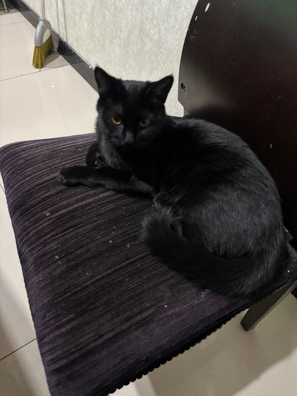 Kedi Bilmiyorum Kedi, Ankara