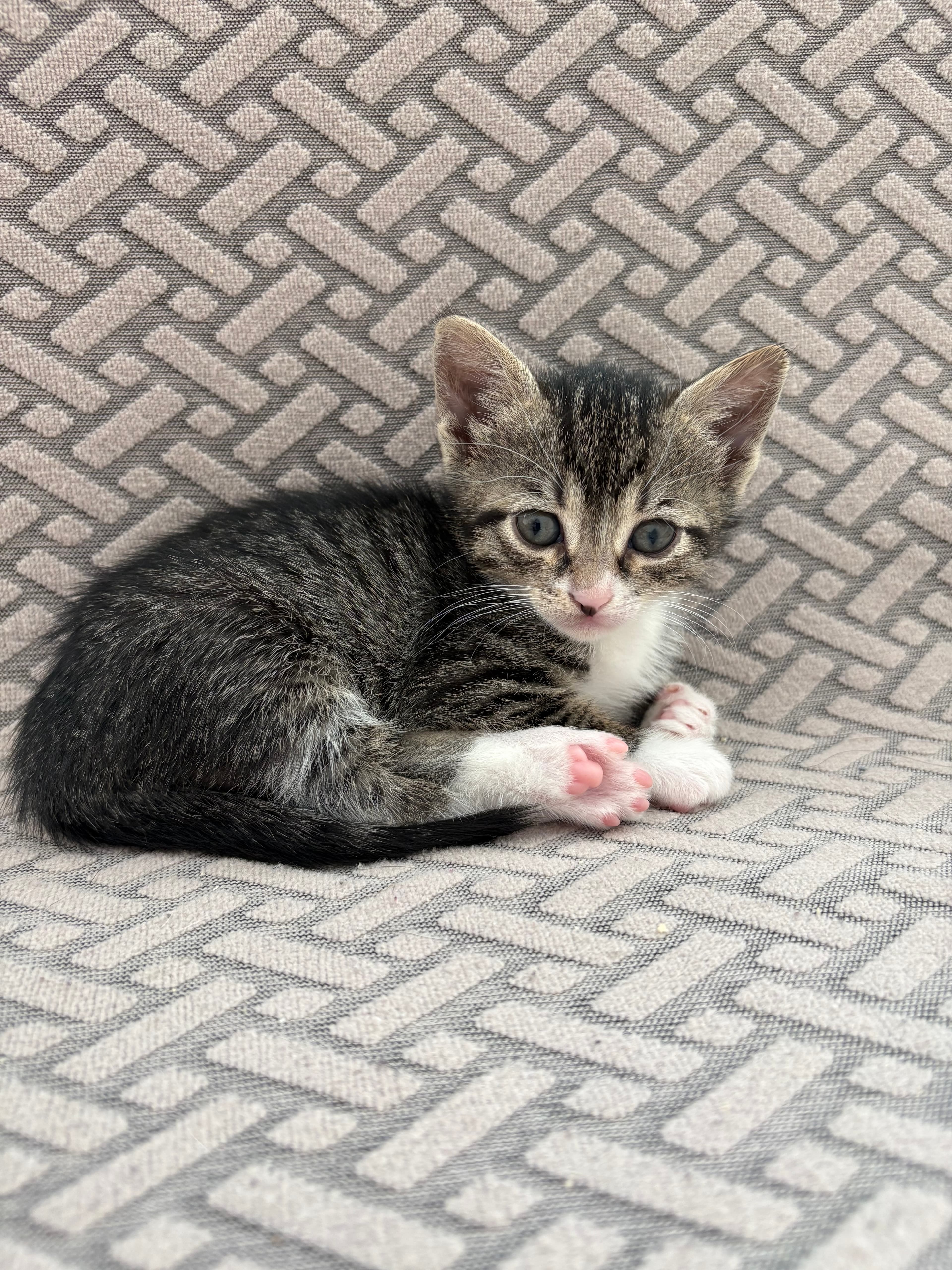 Fındık Tekir Kedi, İstanbul