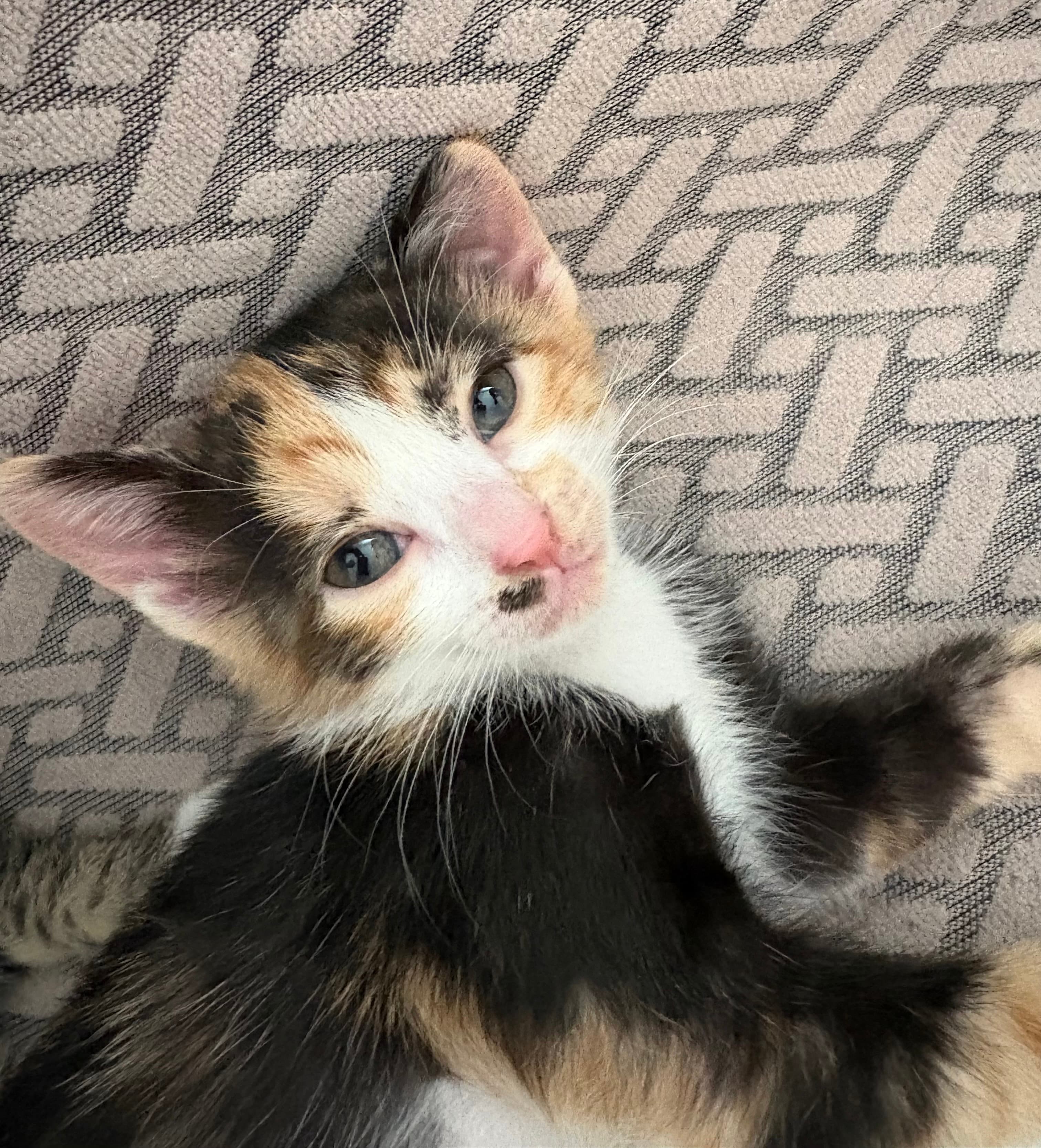 Tarçın Calico Kedi, İstanbul