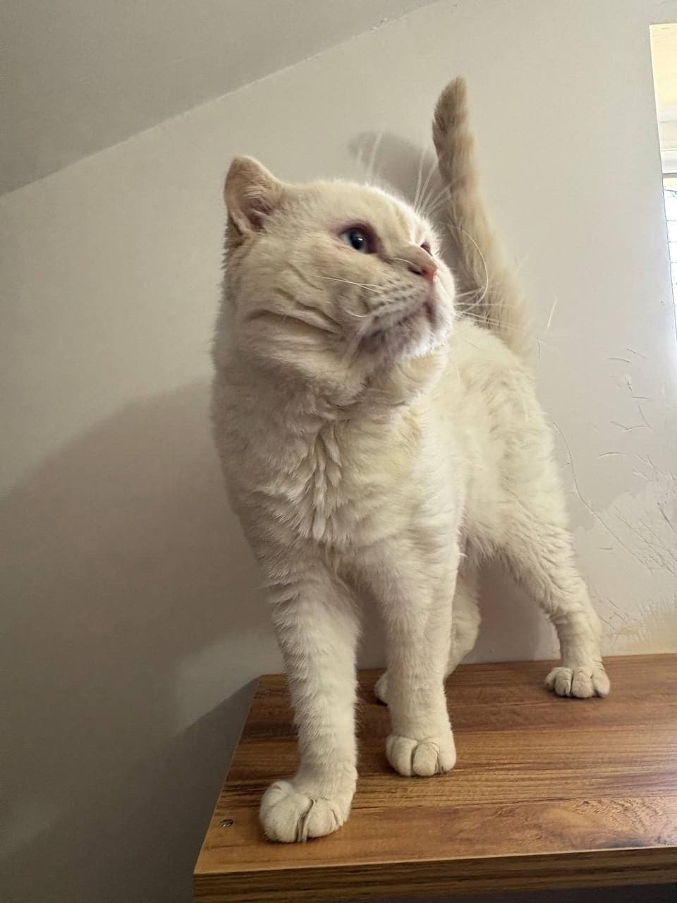 ice Scottish Fold Kedi, Ankara